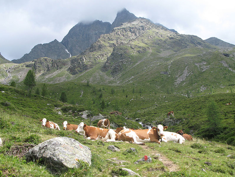 hochschober